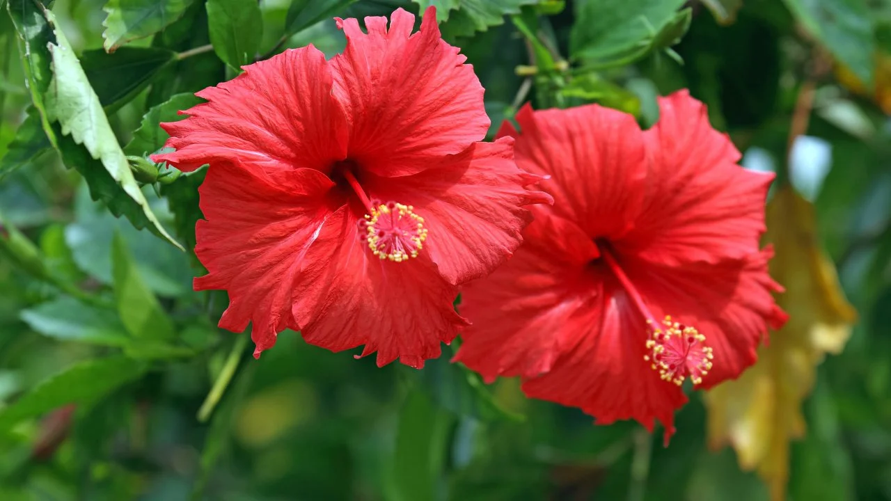 Hibiscus: The Red Flower That Naturally Boosts Hair Growth