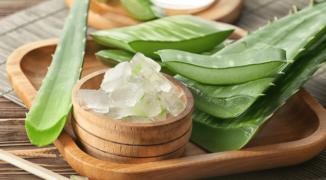 Why Aloe Vera Is the Season’s Most Powerful Natural Healer